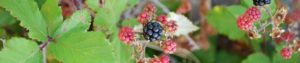 freeimages_jerneja_varsek_wild-blackberries